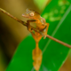 The new species, Uroplatus finaritra
